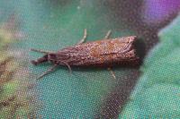 Platytes cerussella