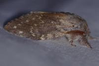 Stauropus fagi