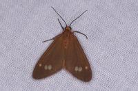 Dysauxes ancilla