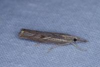 Agriphila geniculea