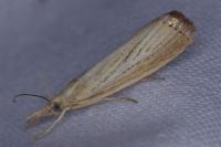 Agriphila straminella