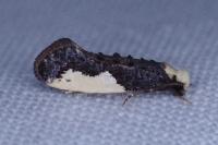 Monopis monachella