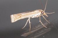 Ancylolomia tentaculella