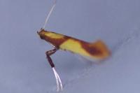 Caloptilia robustella