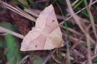 Crocallis elinguaria