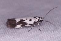 Ethmia quadrillella