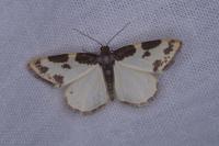 Lomaspilis marginata