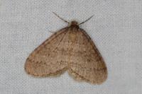 Operophtera brumata