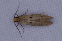 Tinea trinotella