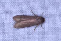 Achroia grisella