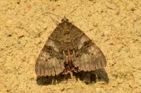 Catocala nupta