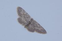 Idaea seriata