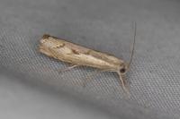Agriphila geniculea