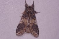 Notodonta tritophus