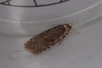 Agonopterix