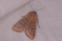 Orthosia cerasi