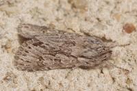 Xylocampa areola