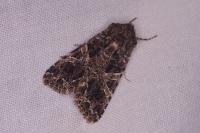 Hadena bicruris