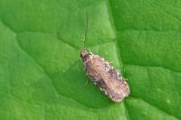 Agonopterix purpurea
