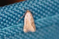 Borkhausenia nefrax