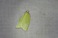 Tortrix viridana