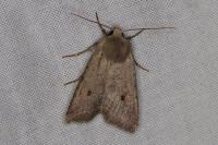 Leptologia lota