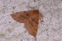 Colotois pennaria
