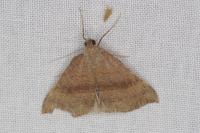 Hypena proboscidalis