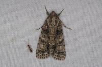 Acronicta rumicis