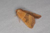 Atethmia centrago