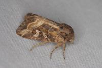 Luperina dumerilii