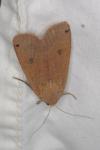 Noctua pronuba