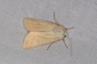 Mythimna vitellina