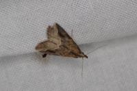 Schrankia costaestrigalis