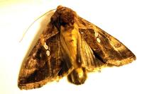 Chrysodeixis chalcites