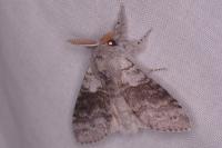 Calliteara pudibunda