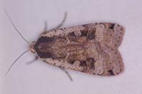 Noctua pronuba