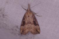 Hypena rostralis