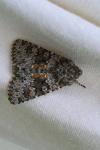 Hecatera dysodea