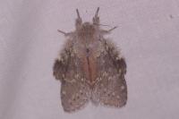 Stauropus fagi