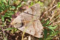 Minucia lunaris