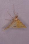 Aspitates ochrearia