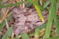 Lacanobia w-latinum