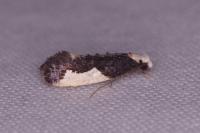 Monopis monachella