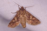 Conisania luteago olbiena