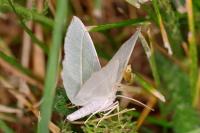 Campaea margaritaria