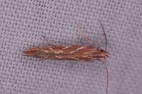 Pyroderces argyrogrammos