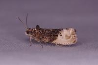 Hedya nubiferana