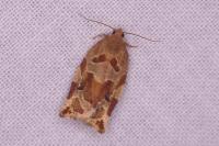 Archips xylosteana