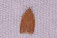 Clepsis consimilana
